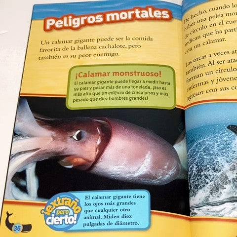 Softcover Book 