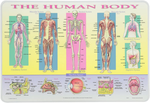 Painless Learning Placemat Human Body Placemat