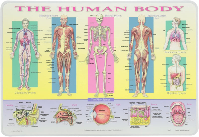 Painless Learning Placemat Human Body Placemat