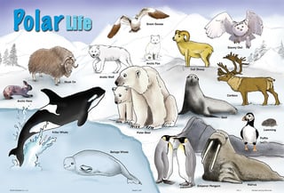 Painless Learning - Polar Life